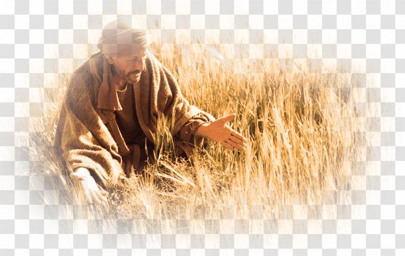 Bible Parable Of The Tares Lolium Temulentum Wheat - Grass - Weeds Fields Transparent PNG