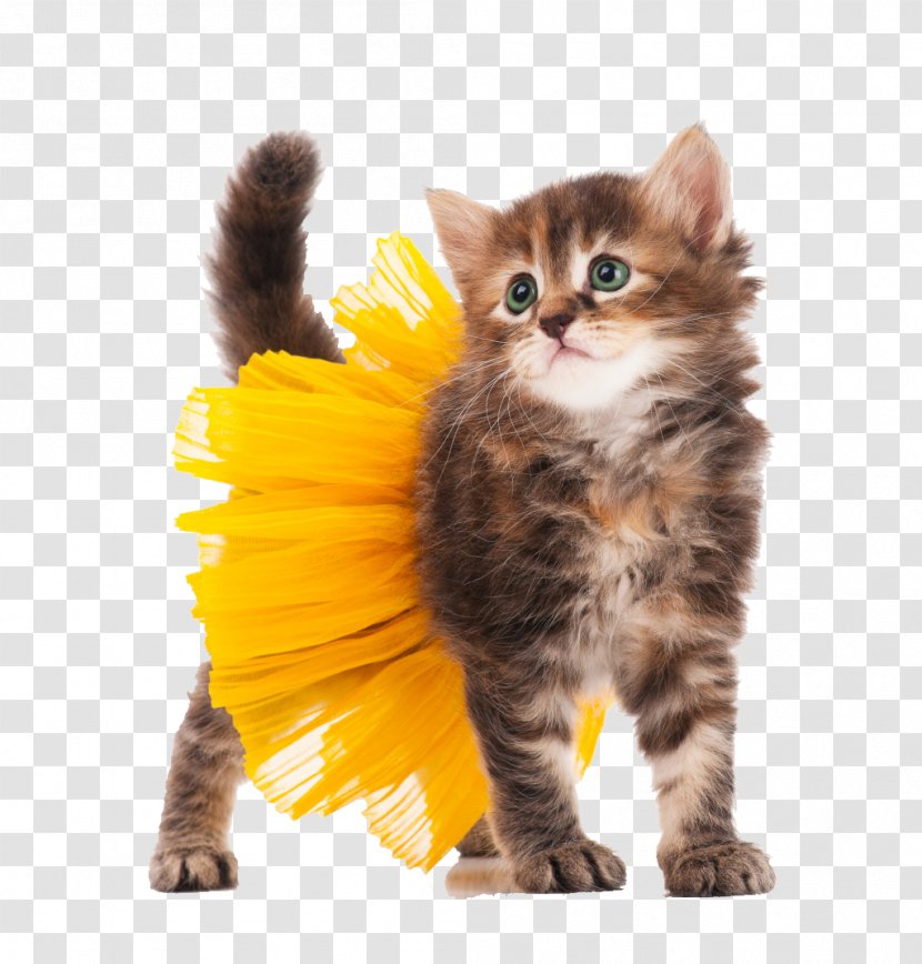 Kitten Cat Halloween Costume Stock Photography - Carnivoran - Wearing A Skirt Transparent PNG