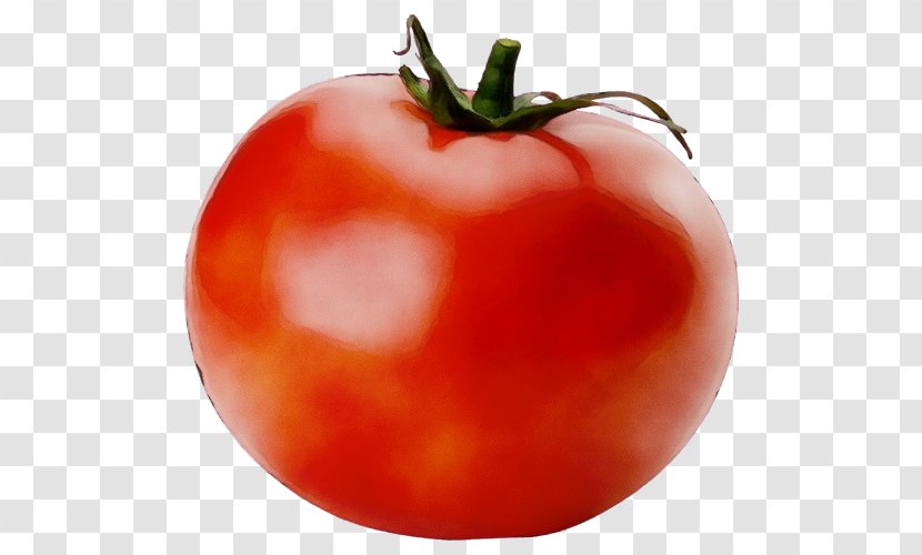 Tomato - Nightshade Family - Bush Transparent PNG
