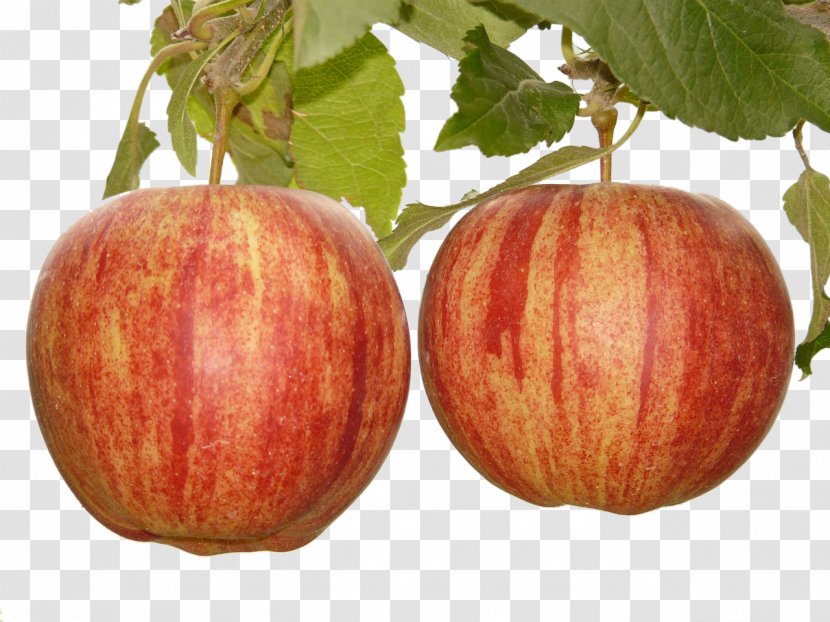 Apple Fruit Tree Stock.xchng - Stockxchng - A Small Two Red Apples Transparent PNG