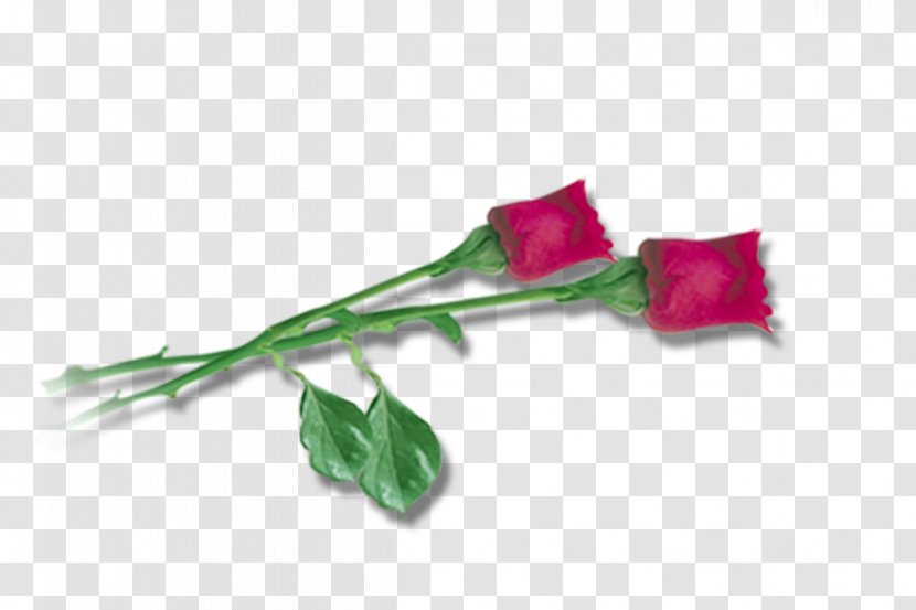 Cut Flowers Garden Roses Rosaceae - FLOWER FRAME Transparent PNG
