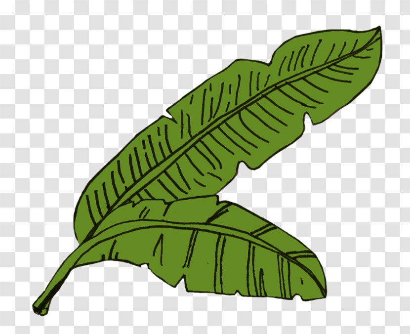 Leaf Image Illustration Food Sketch - Banana - Month Transparent PNG