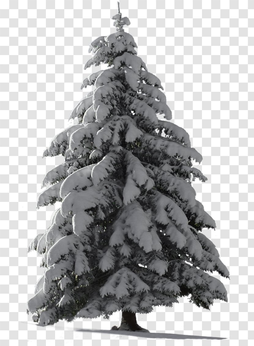 Christmas Black And White - Fir - Frost Cypress Family Transparent PNG