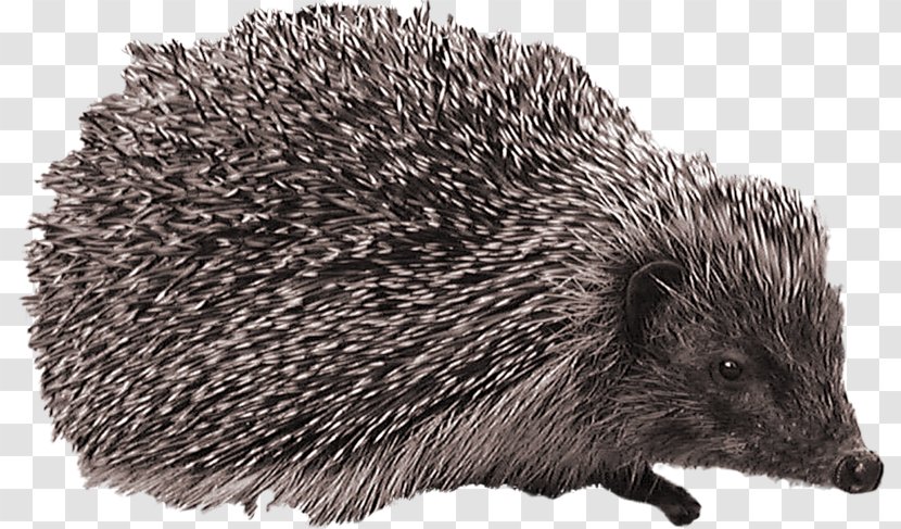 European Hedgehog Clip Art - Erinaceidae Transparent PNG