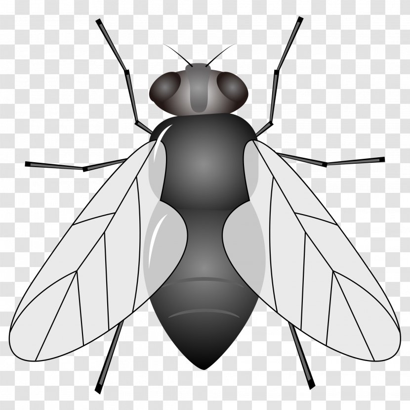 Insect Housefly Animal Clip Art - Arthropod - Vector Cartoon Hand Painted Black Back Flies Transparent PNG