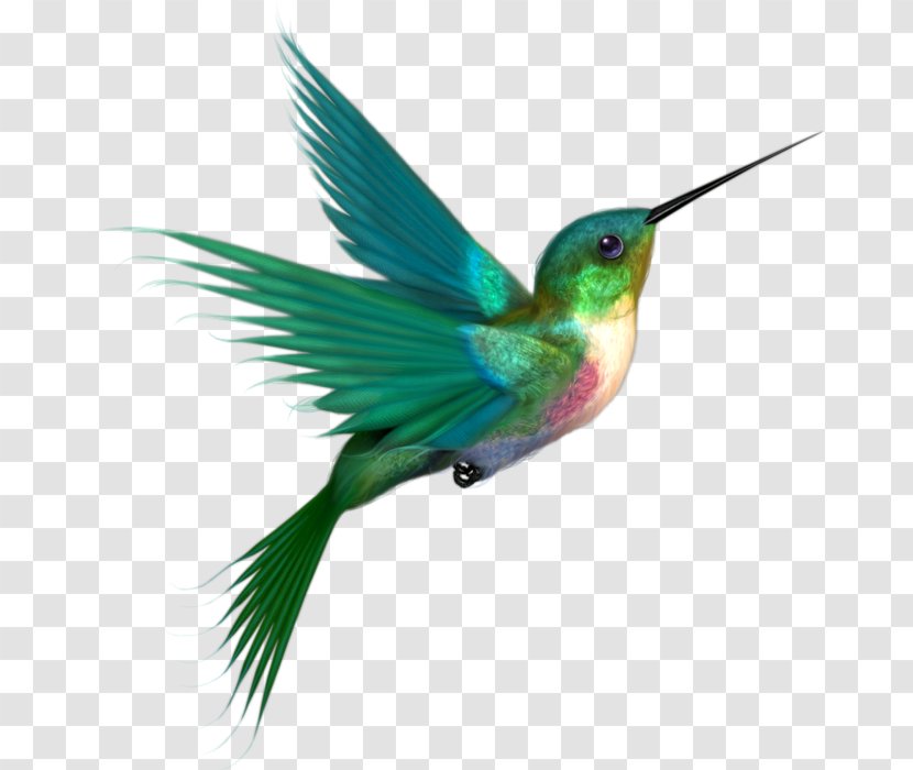 Hummingbird Clip Art - Tail Transparent PNG