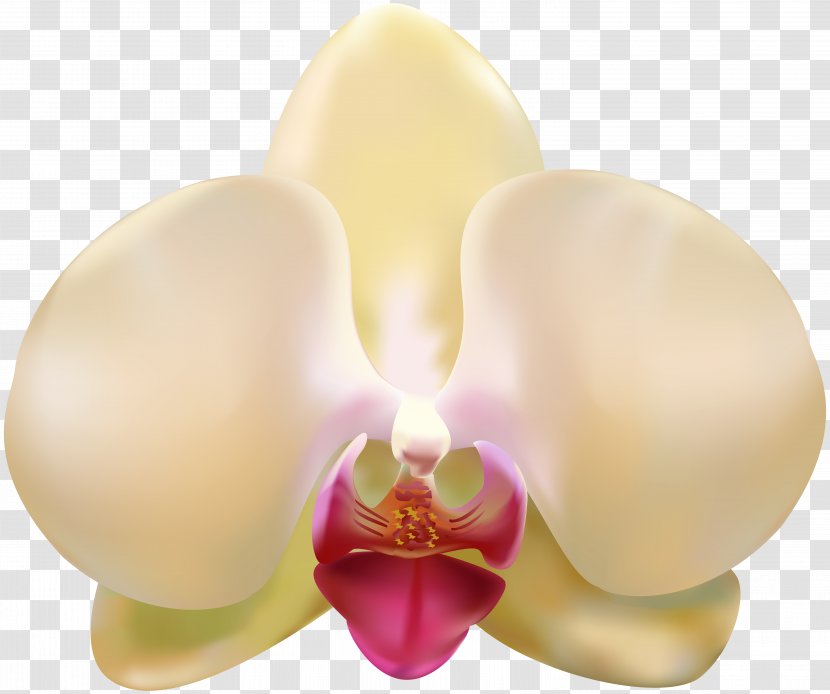 Image File Formats Lossless Compression - Flower - Transparent Orchid Clip Art Transparent PNG