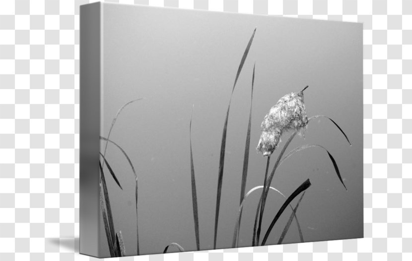 Rectangle White - Flower - Nataraj Transparent PNG