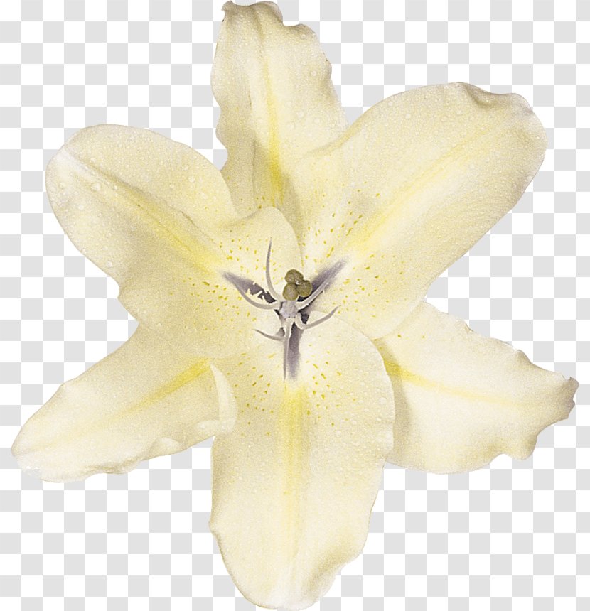 Lilium White Cut Flowers Photography - Frame - Flower Transparent PNG
