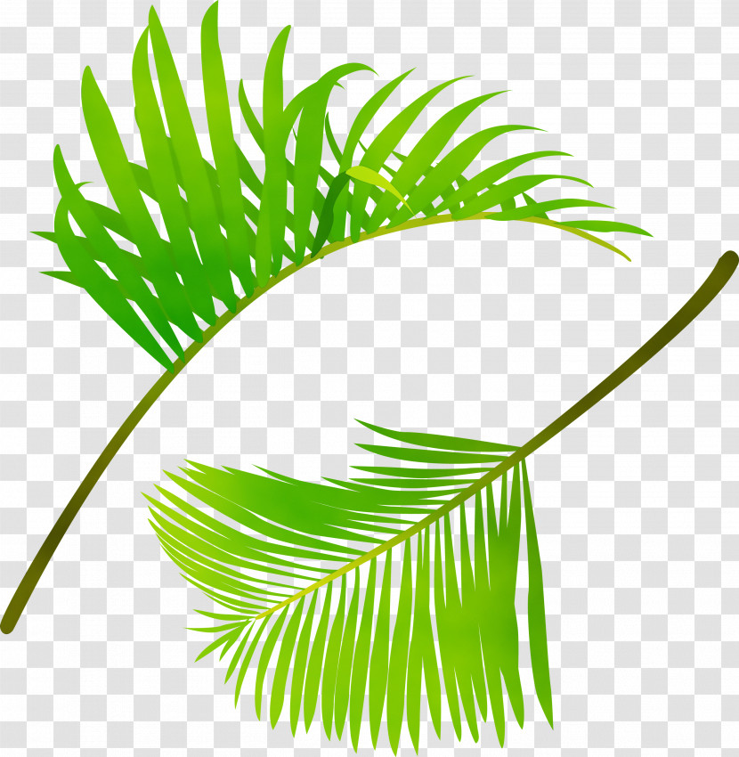 Palm Tree Transparent PNG