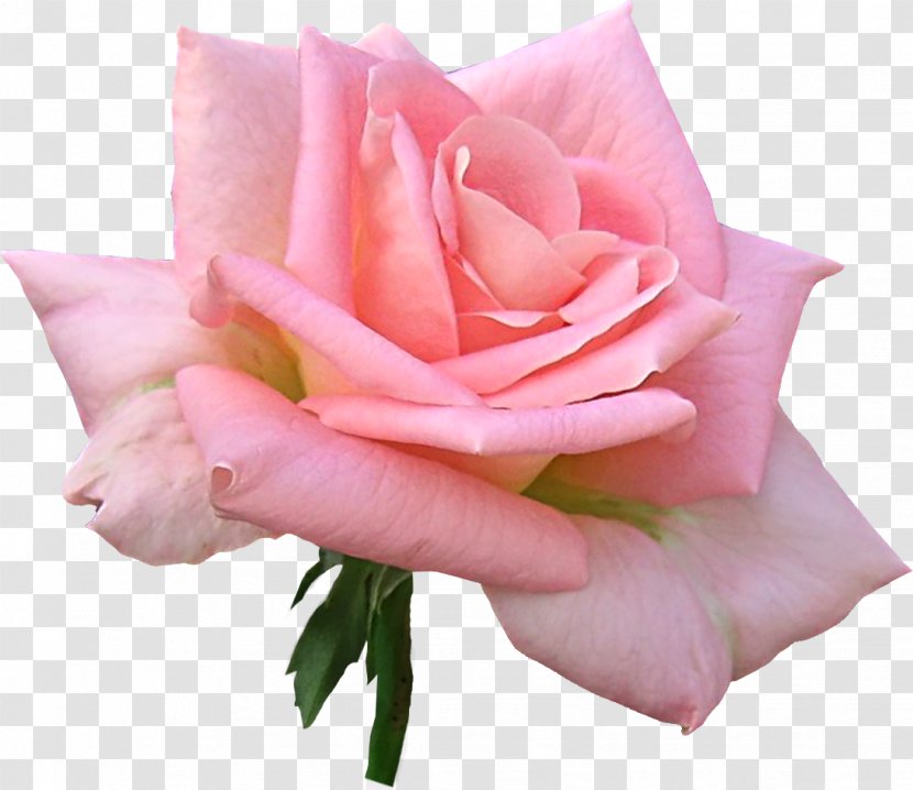 Garden Roses Clip Art - Rose Family - Flowers And Floral Prints Labels Transparent PNG
