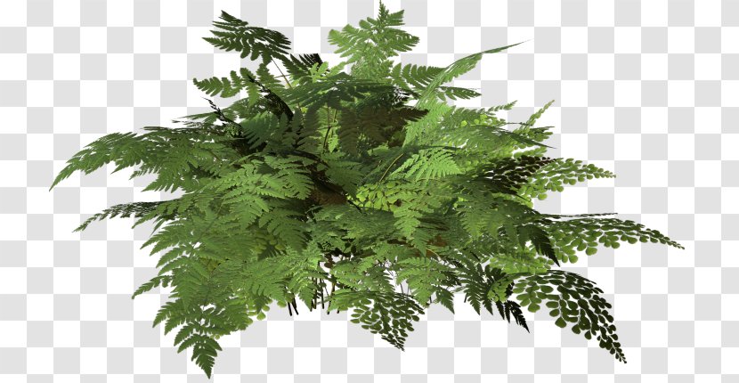 Fern Leaf - Plant - Tropical Foliage Transparent PNG