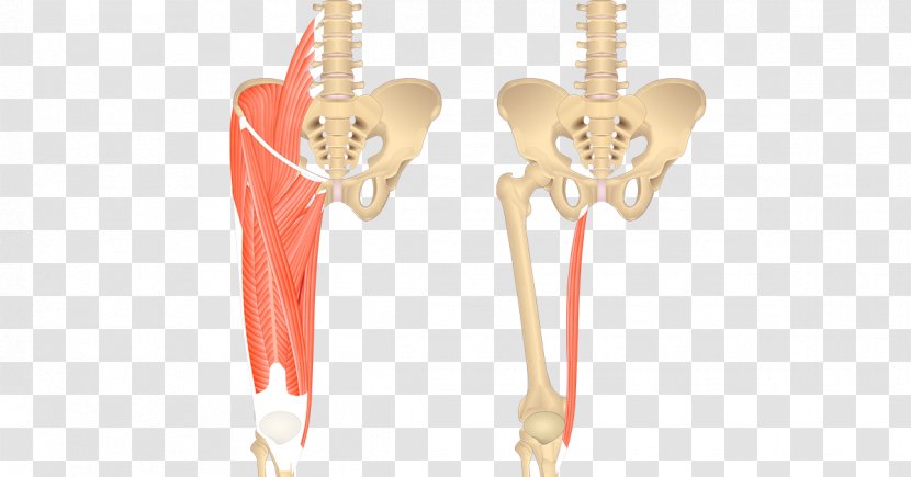 Sartorius Muscle Gracilis Iliopsoas Anatomy Psoas Major - Watercolor - Silhouette Transparent PNG