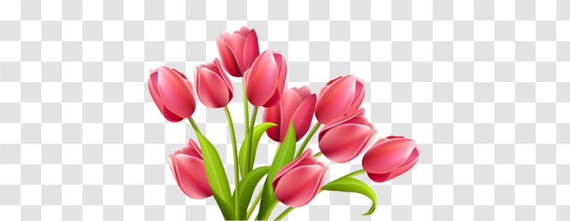Tulip Flower Rose Clip Art - Floral Design Transparent PNG