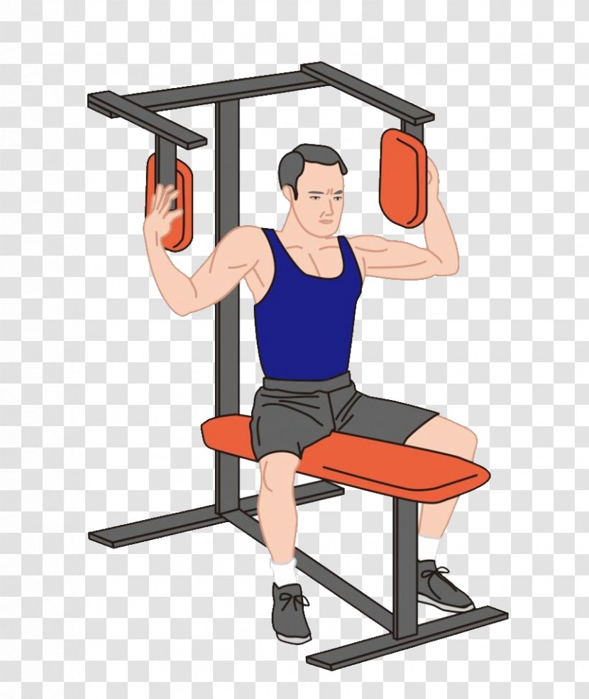 Weight Training Physical Fitness Muscle - Tree Transparent PNG