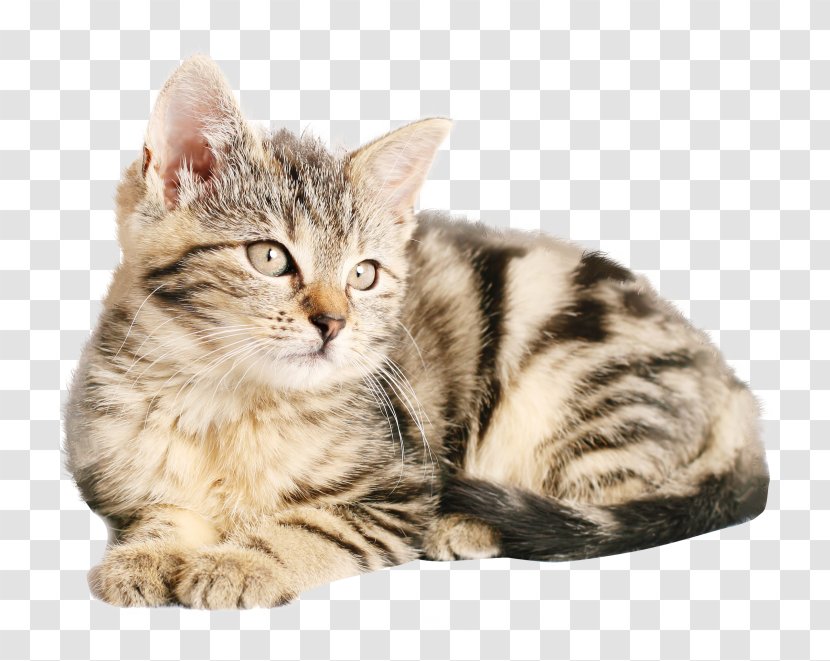 Siberian Cat Malayan Kitten Siamese Birman - European Shorthair Transparent PNG