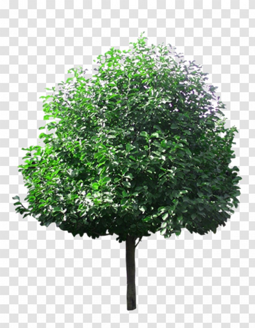 Tree Lindens - Greening - Linden Picture Material Transparent PNG