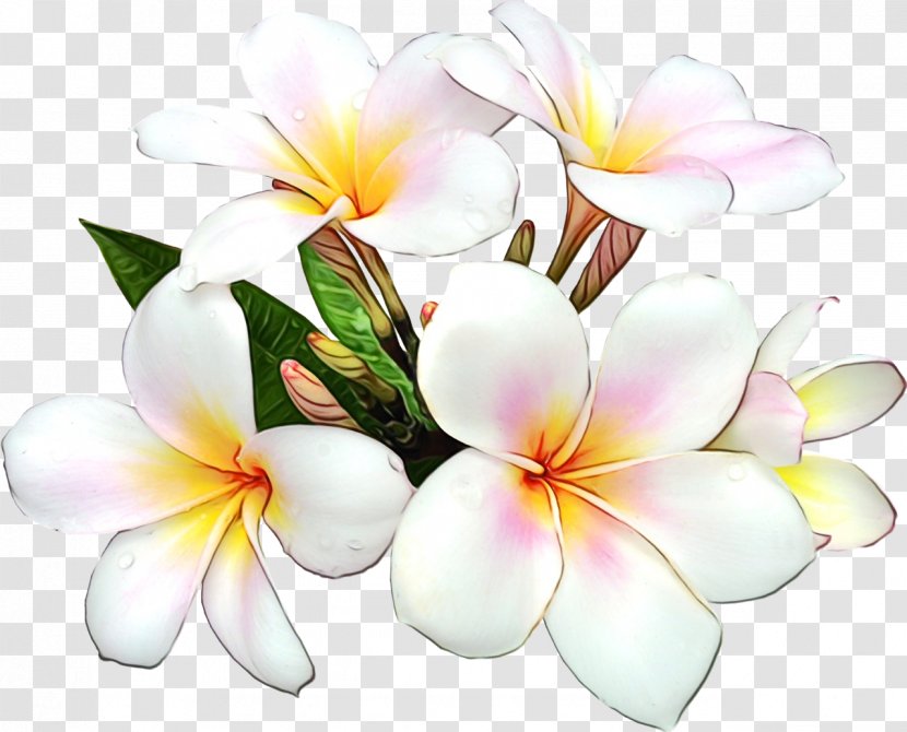Flower Floral Design Clip Art Image Orient Bay, Saint Martin - Wreath Transparent PNG