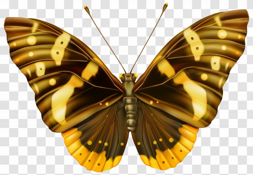 Butterfly Brown Clip Art - Brush Footed - And Yellow Clipart Image Transparent PNG
