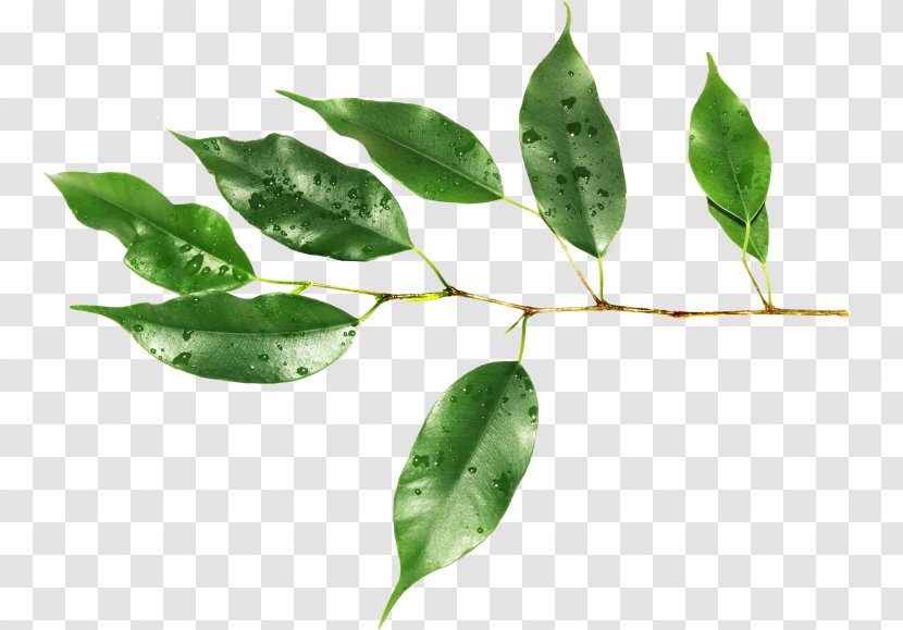 Leaf Raster Graphics Plant Stem Clip Art - Tree Transparent PNG