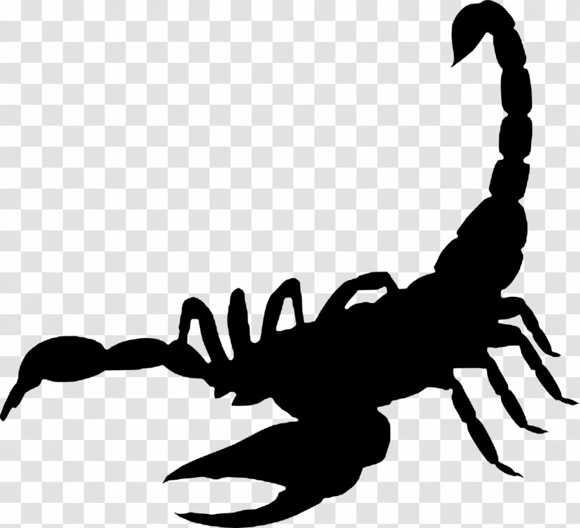 Scorpion Sting - Artwork Transparent PNG