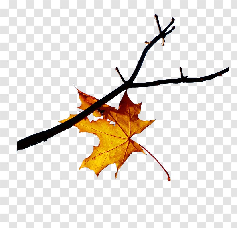 Twig Leaf Clip Art - Cartoon Transparent PNG