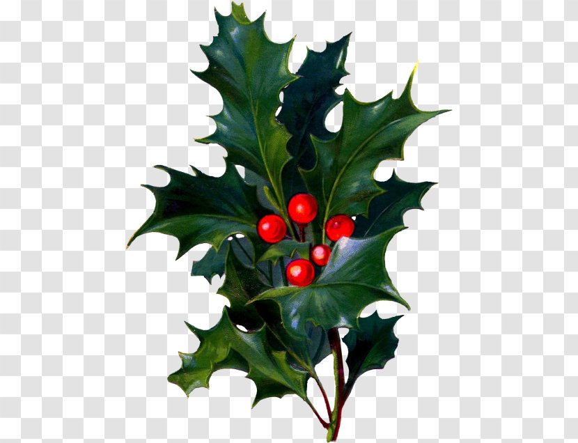 Holly - American - Hollyleaf Cherry Woody Plant Transparent PNG
