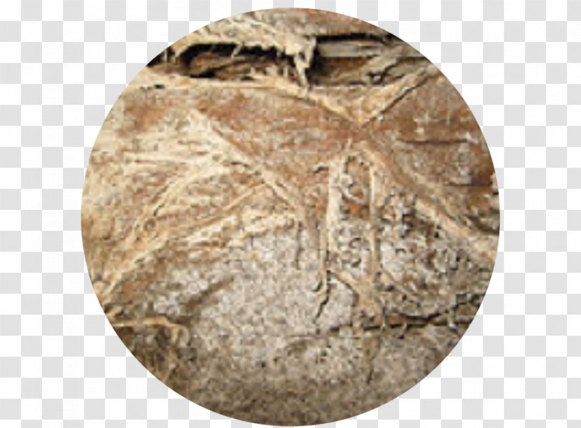 Serpula Lacrymans Dry Rot Treatment Damp Coniophora Puteana - Decaying Transparent PNG