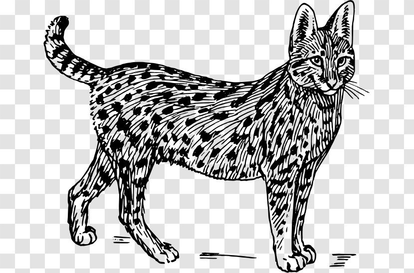 Wildcat Savannah Cat Serval Felidae Clip Art Transparent PNG