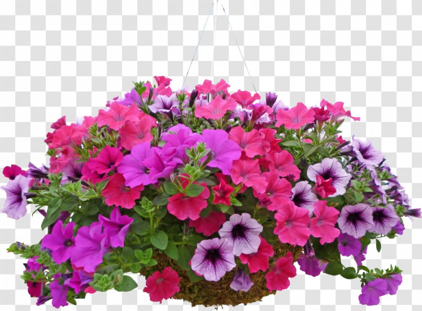 Flower Plant Petunia Pink Flowering - Violet - Annual Bougainvillea Transparent PNG