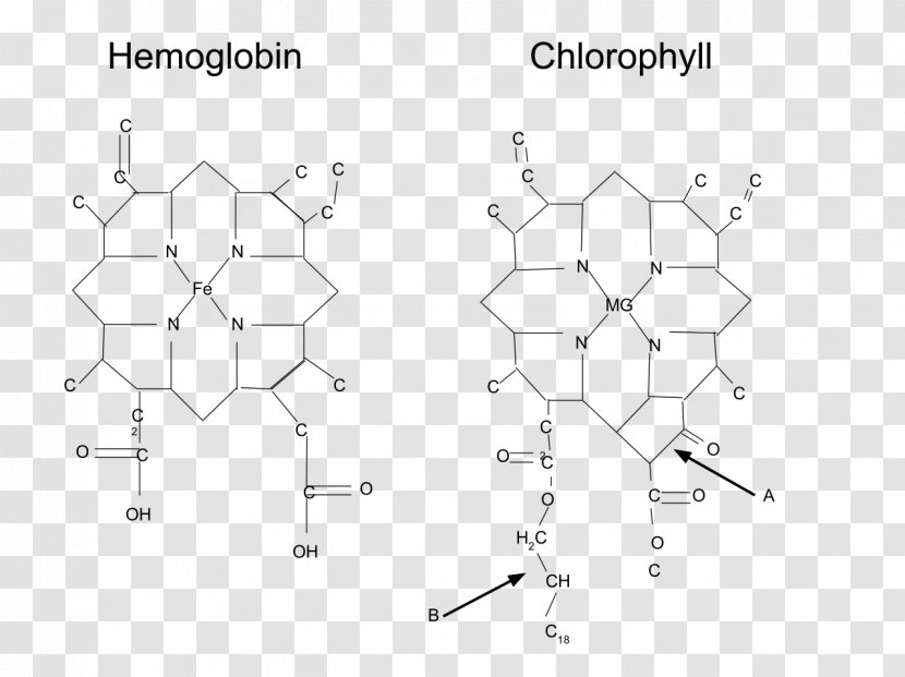 Metalloprotein Hemoglobin Chlorophyll Molecule - Text - Bottom Transparent PNG