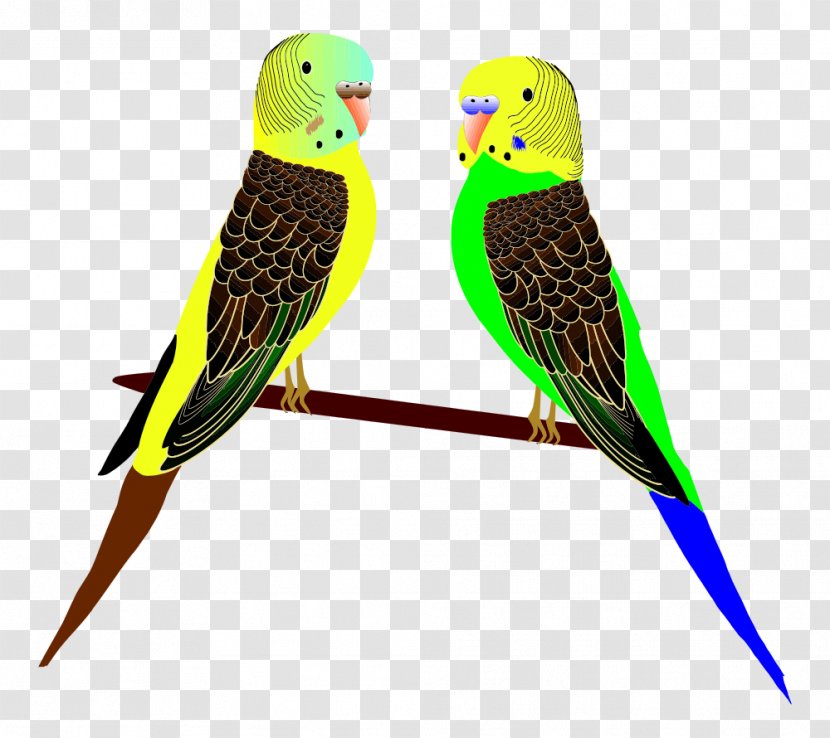 Parrot Budgerigar Parakeet Bird Clip Art - Beak - Parrots Transparent PNG