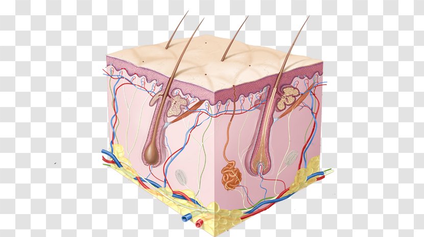 Human Skin Cell Diagram Body - Tree - Integumentary System Transparent PNG