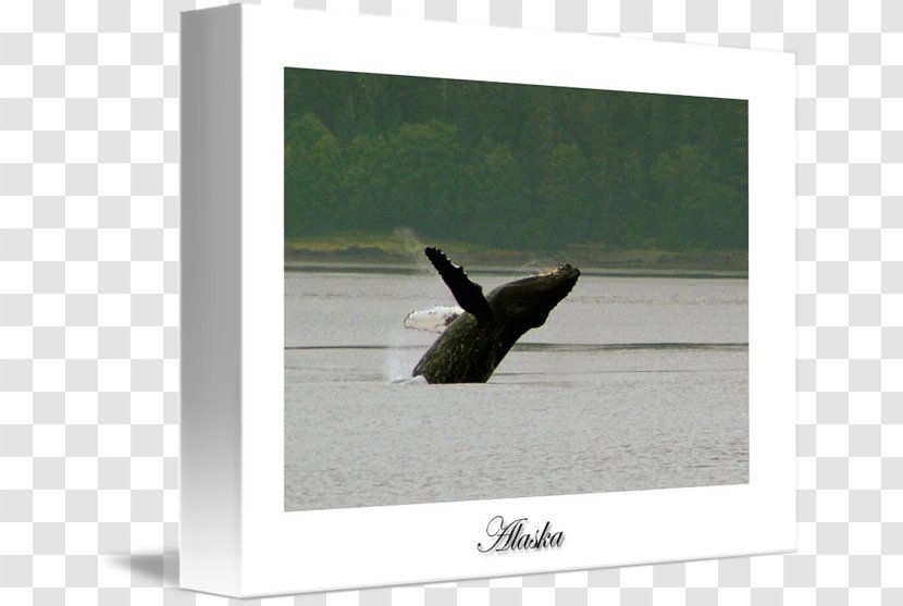 Wood /m/083vt Angle - Wing - Humpback Whale Transparent PNG