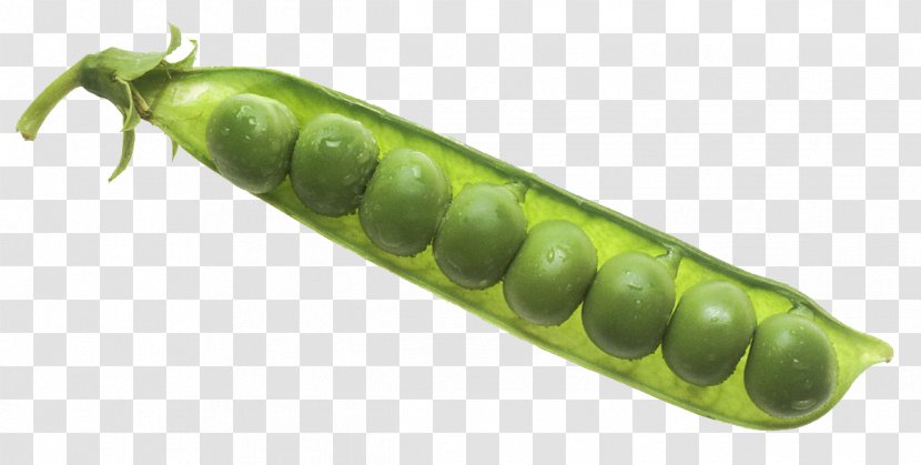 Green Pea Legume Caterpillar Larva - Vegetable Plant Transparent PNG