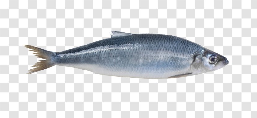 Sardine Norway Atlantic Herring Mackerel - Salmon - Fish Transparent PNG