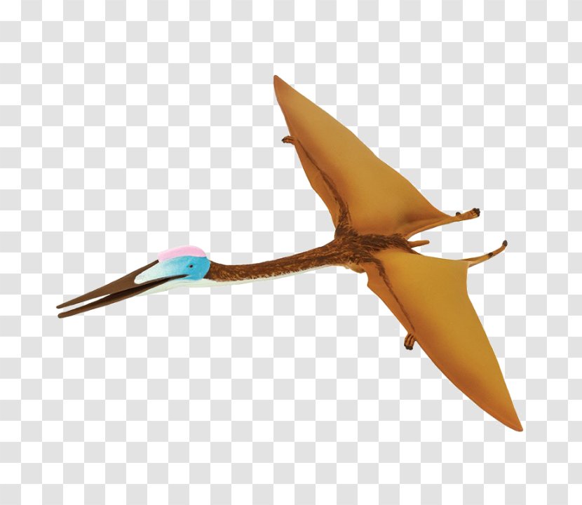 Bird - Dinosaur - Wing Transparent PNG