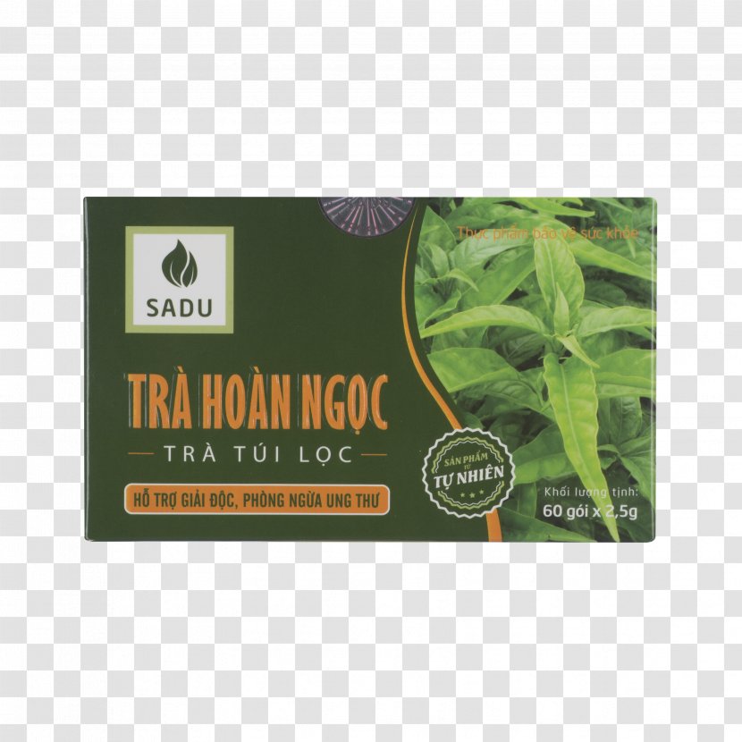 Herbal Tea Disease Therapy Transparent PNG