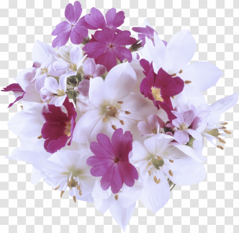 Flowering Plant Flower Petal Cut Flowers - Branch - Violet Transparent PNG