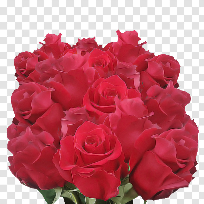 Garden Roses Transparent PNG