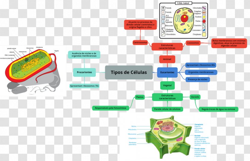 Graphic Design Bacteria Diagram Organism - Google Play - Engenharia Transparent PNG