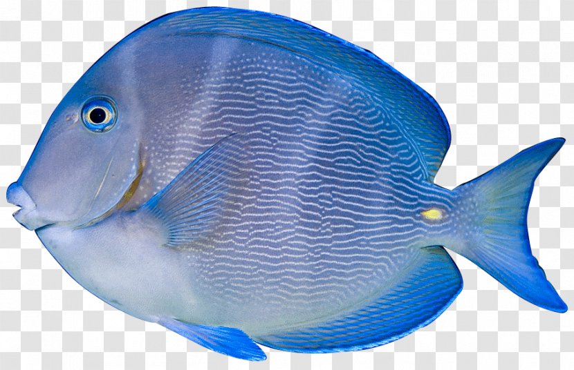 Acanthurus Coeruleus Nigrofuscus Leucosternon Tropical Fish Clip Art - Marine Biology - Blue Transparent PNG