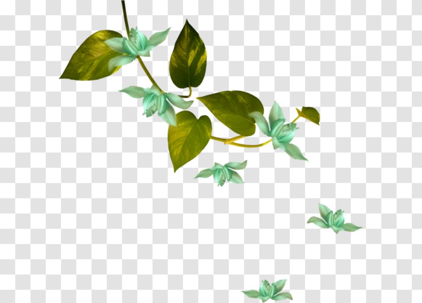 Flower Green White Plant Stem - Color Transparent PNG
