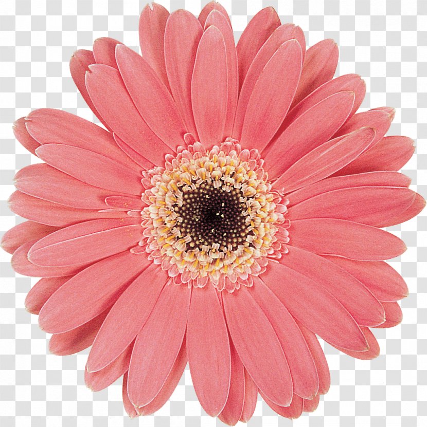 Transvaal Daisy Chrysanthemum Cut Flowers - Flower Transparent PNG