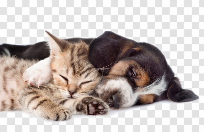 Basset Hound Cat Kitten Puppy Pet - Cuteness - Vector Transparent PNG