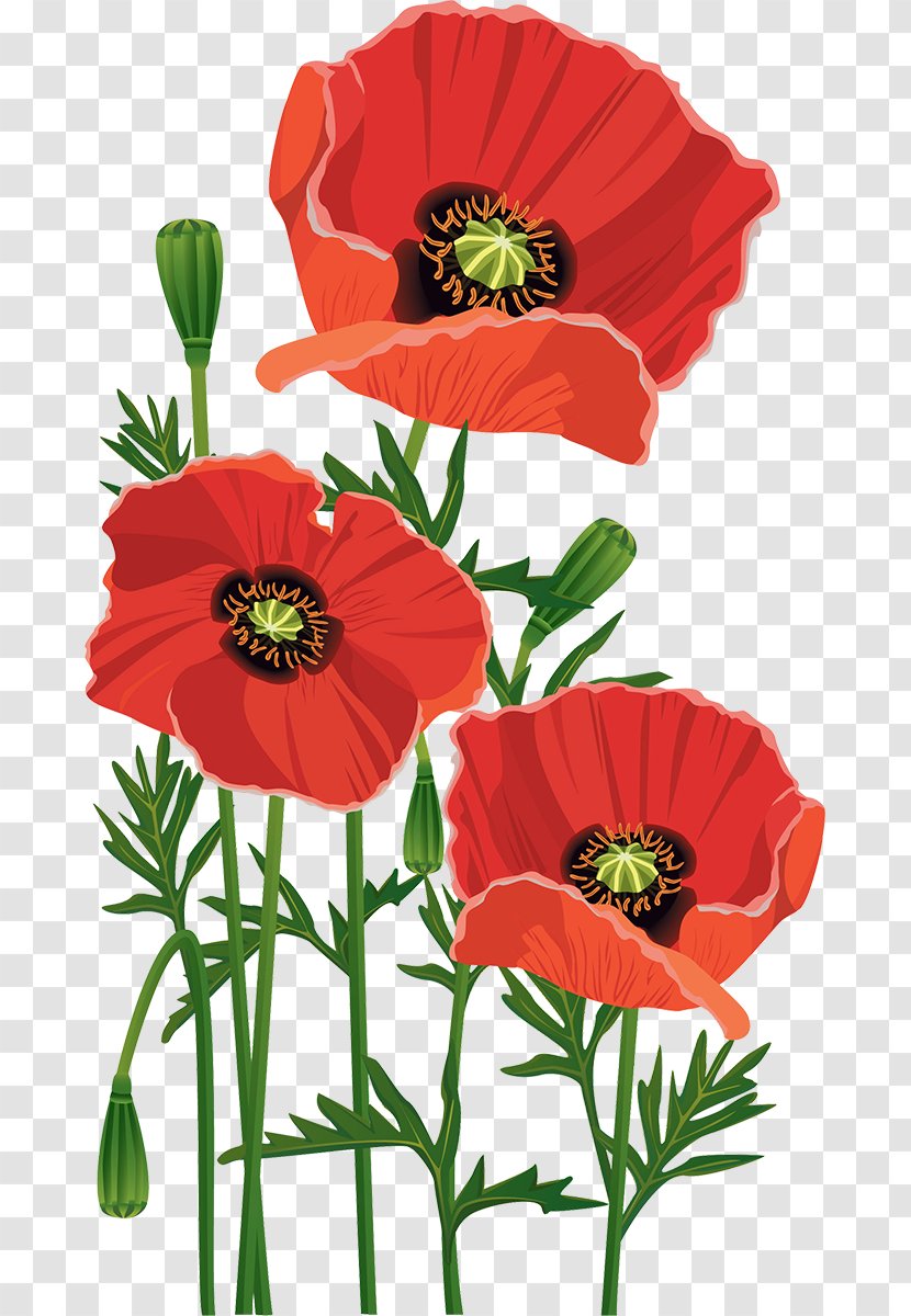 Flower Stock Photography Desktop Wallpaper Clip Art - Annual Plant - Poppy Transparent PNG