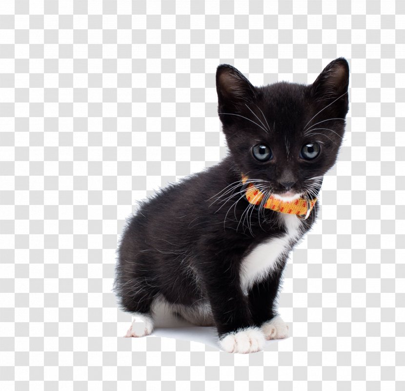European Shorthair Manx Cat American Wirehair Maine Coon Kitten - Physical Black Transparent PNG