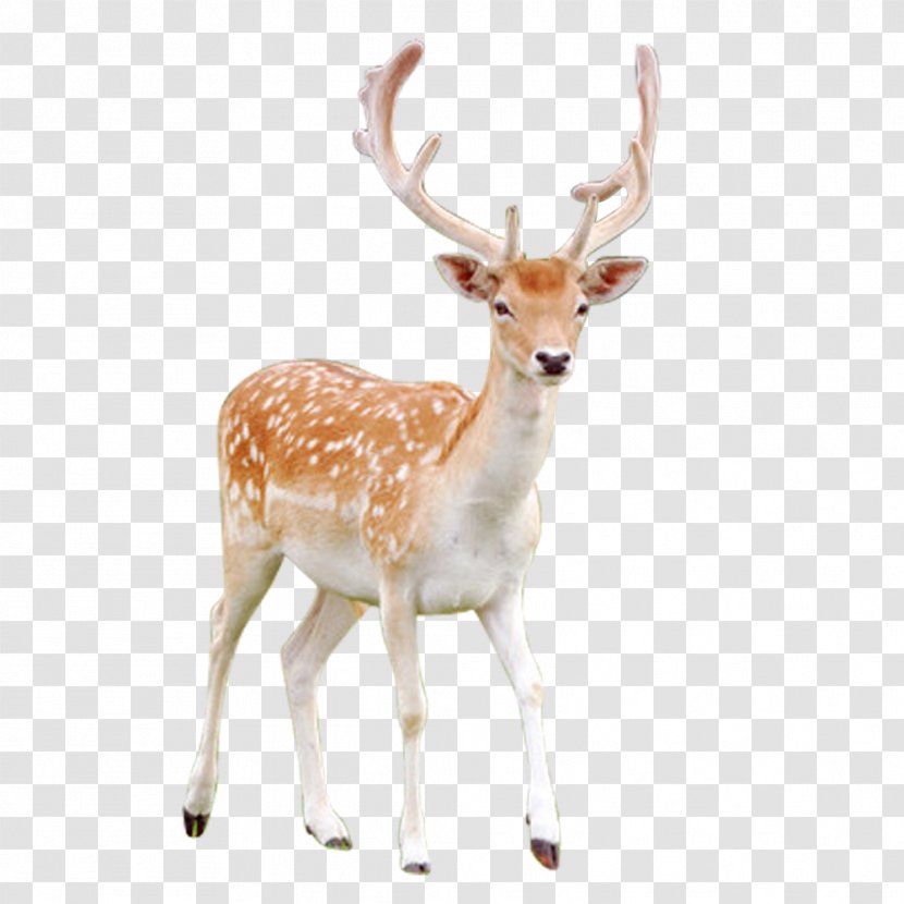 Red Deer Reindeer Sika - Antler - FIG Transparent PNG
