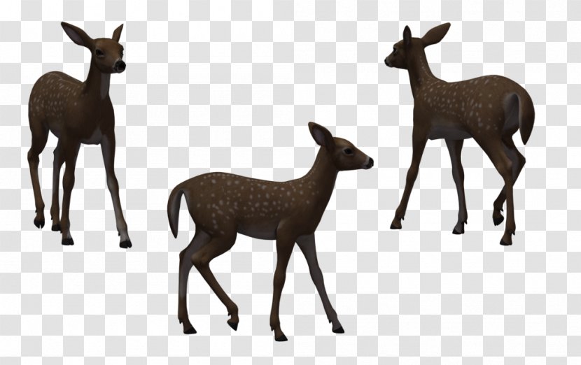 Red Deer White-tailed Roe Illustration - Free Pictures Transparent PNG