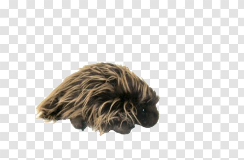 Dog Breed Snout Child Education - Jealousy - Porcupine Transparent PNG